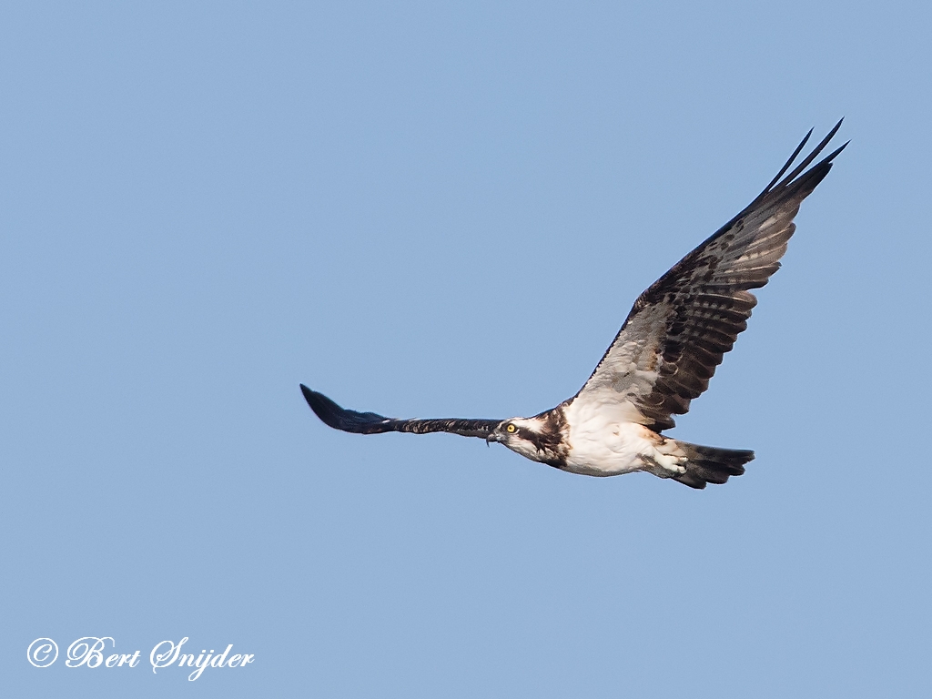 Osprey Birding Portugal