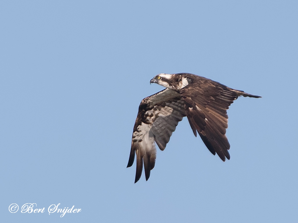 Osprey Birding Portugal