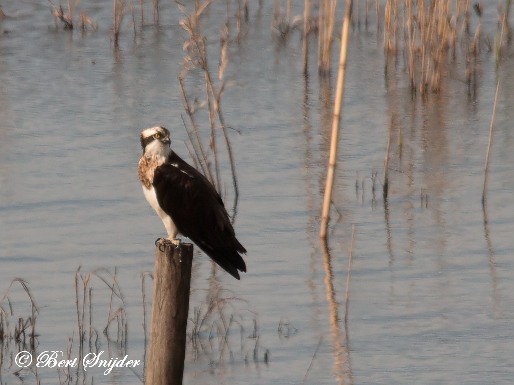 Osprey Birding Portugal