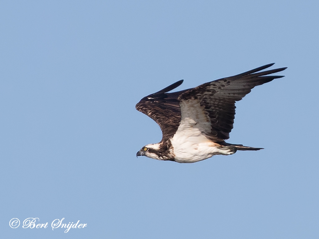 Osprey Birding Portugal