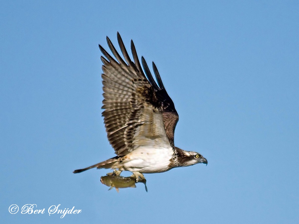 Osprey Birding Portugal