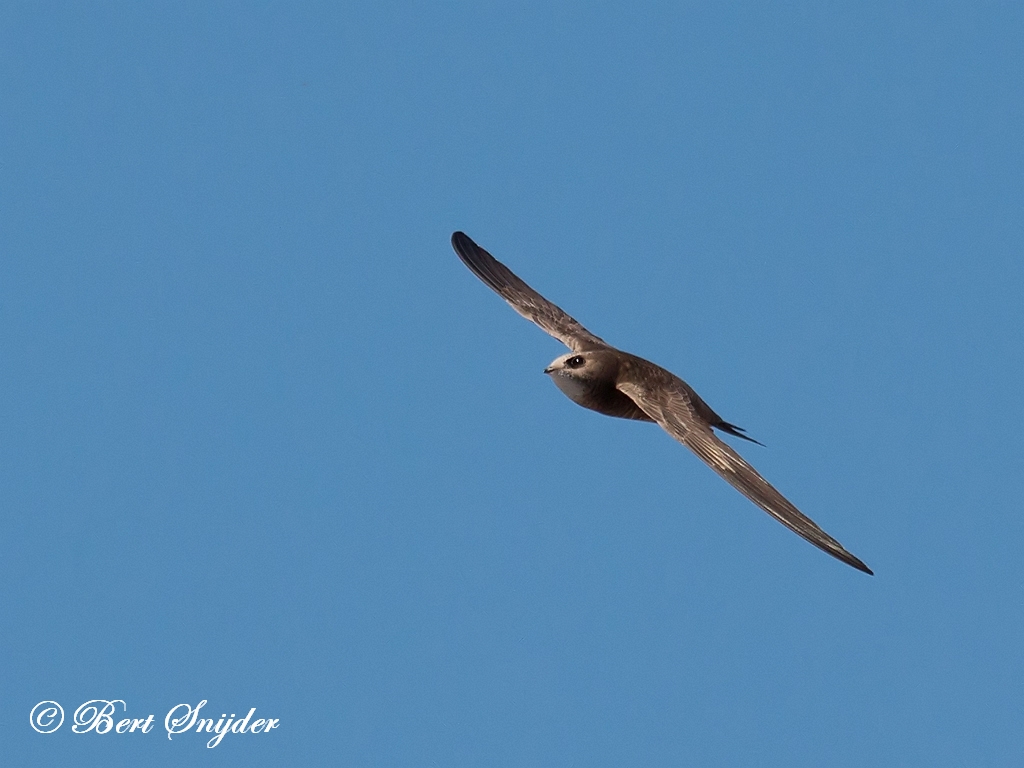 Pallid Swift Birding Portugal