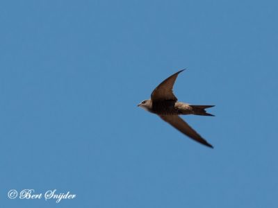 Pallid Swift Birding Portugal