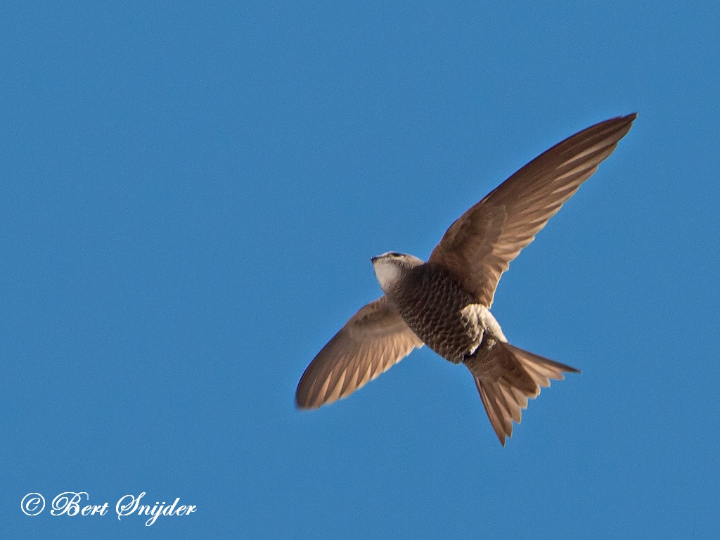 Pallid Swift Birding Portugal