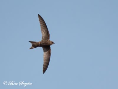 Pallid Swift Birding Portugal