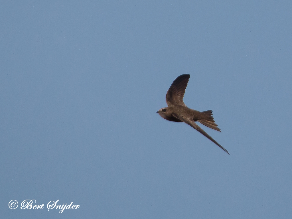 Pallid Swift Birding Portugal