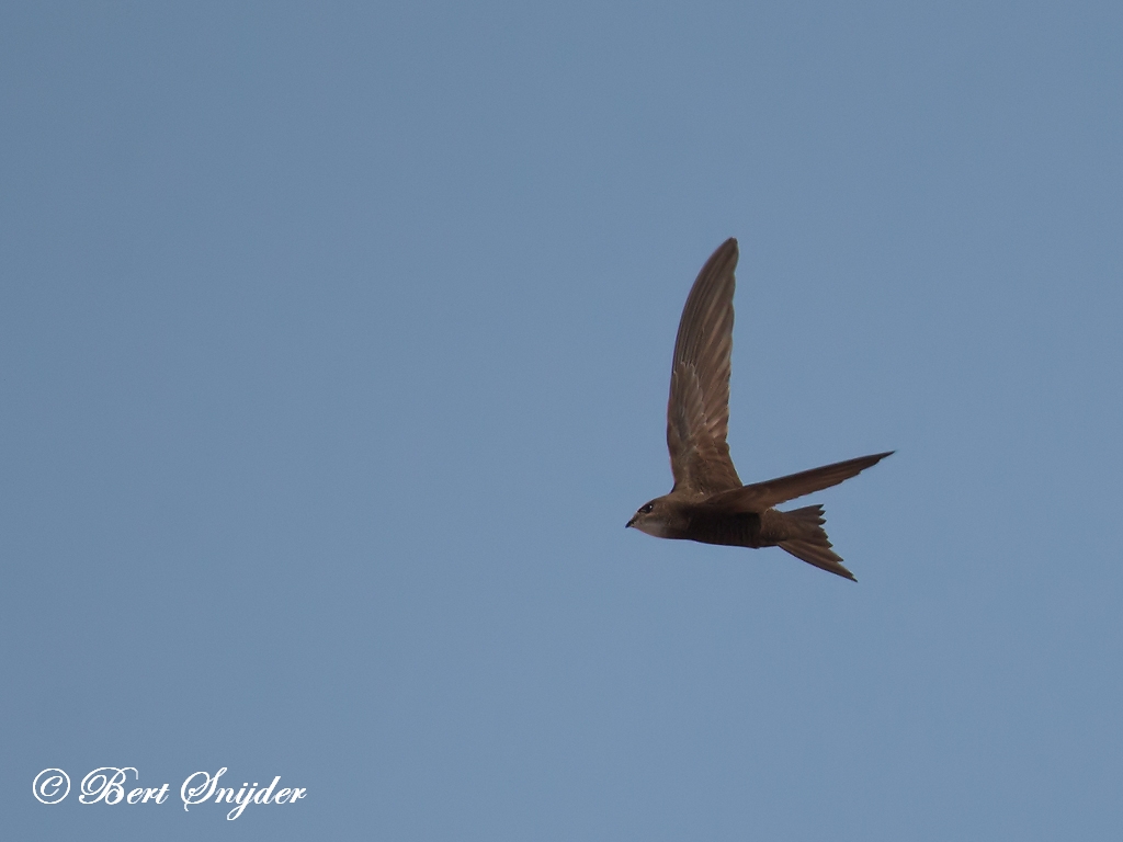 Pallid Swift Birding Portugal