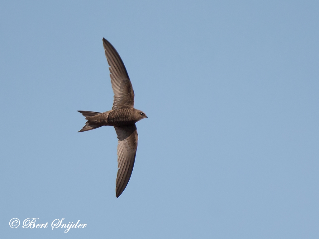 Pallid Swift Birding Portugal