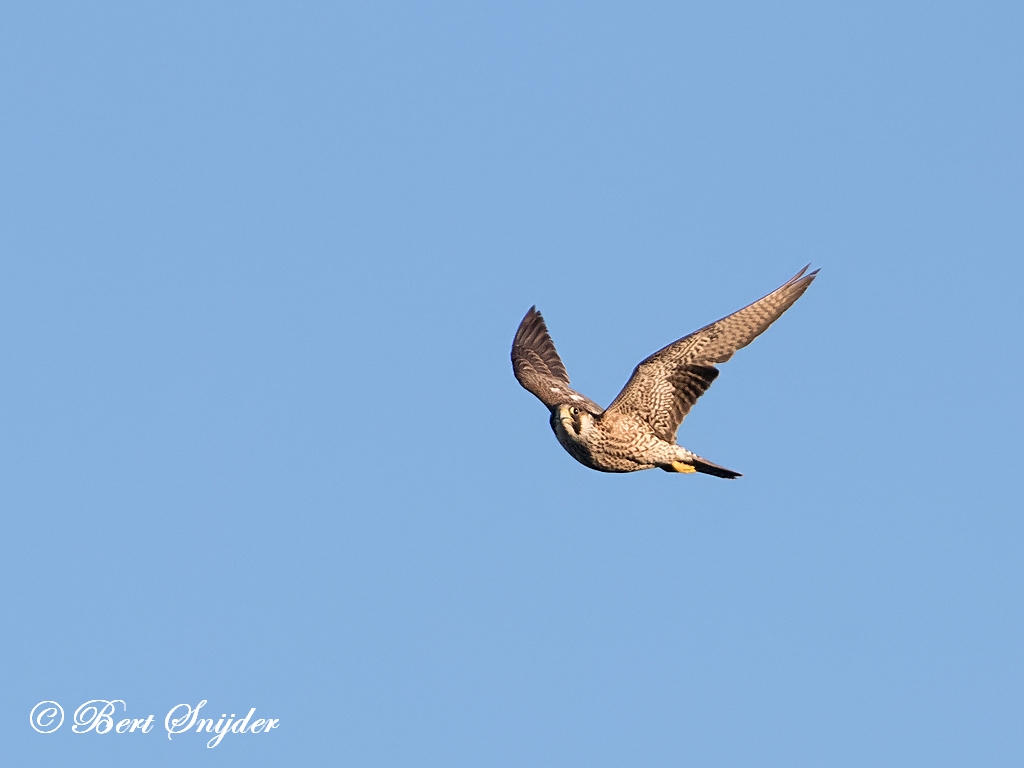 Peregrine Falcon Birding Portugal