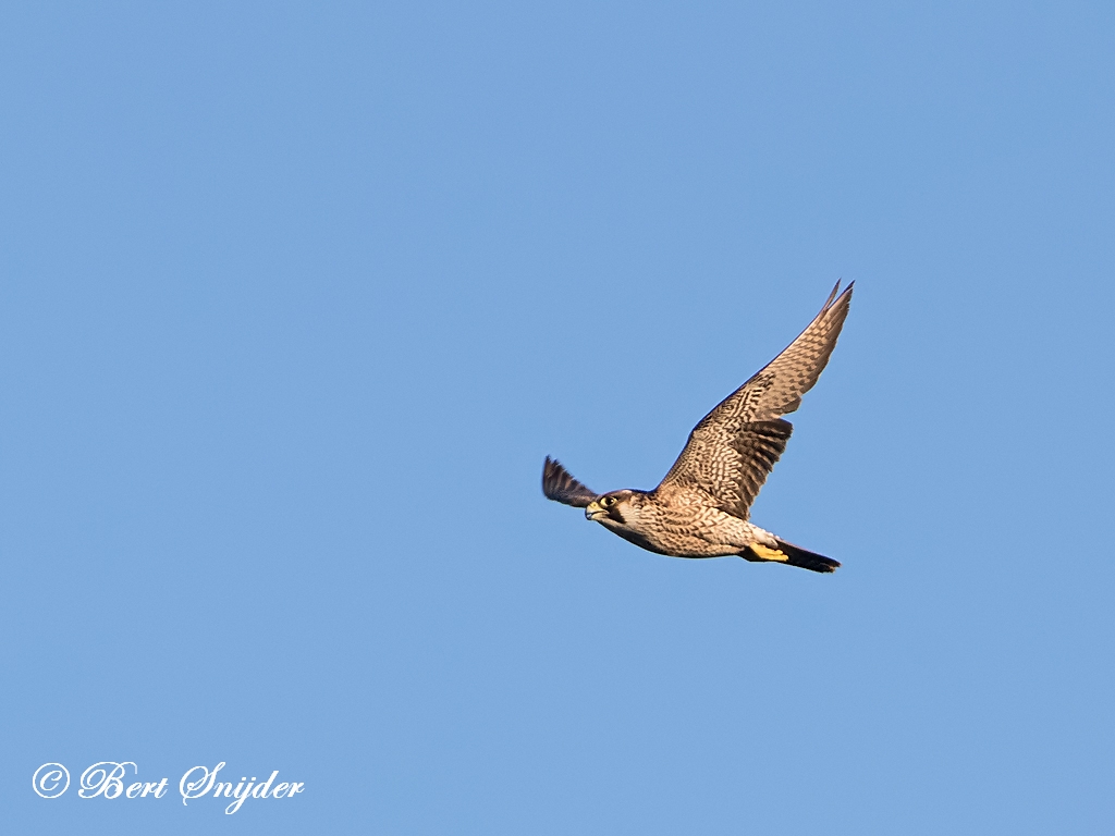 Peregrine Falcon Birding Portugal