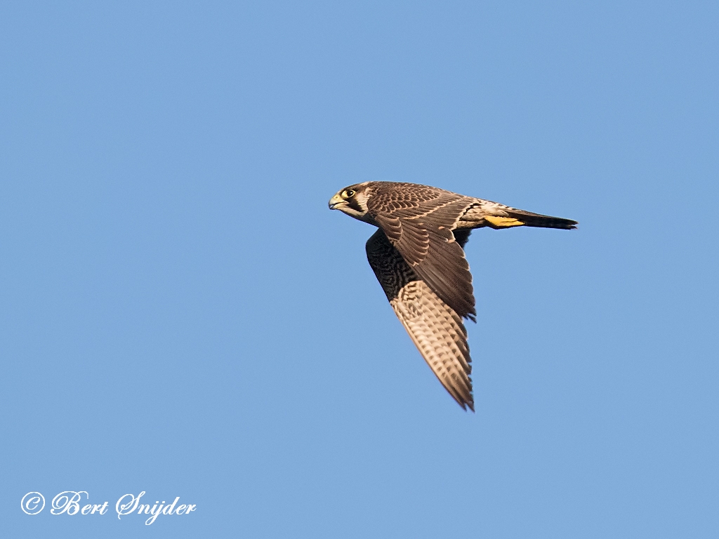 Peregrine Falcon Birding Portugal