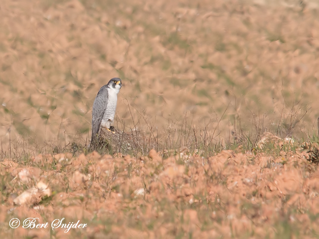 Peregrine Falcon Birding Portugal