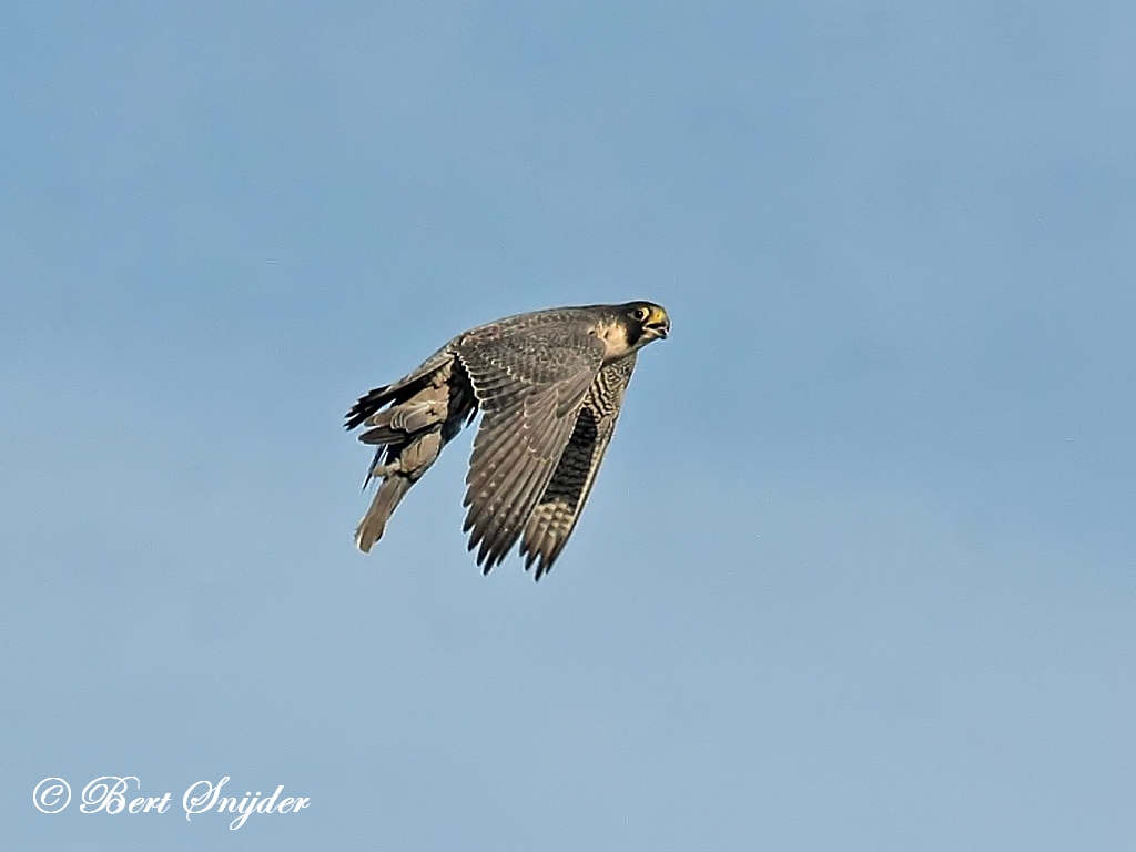 Peregrine Falcon Birding Portugal