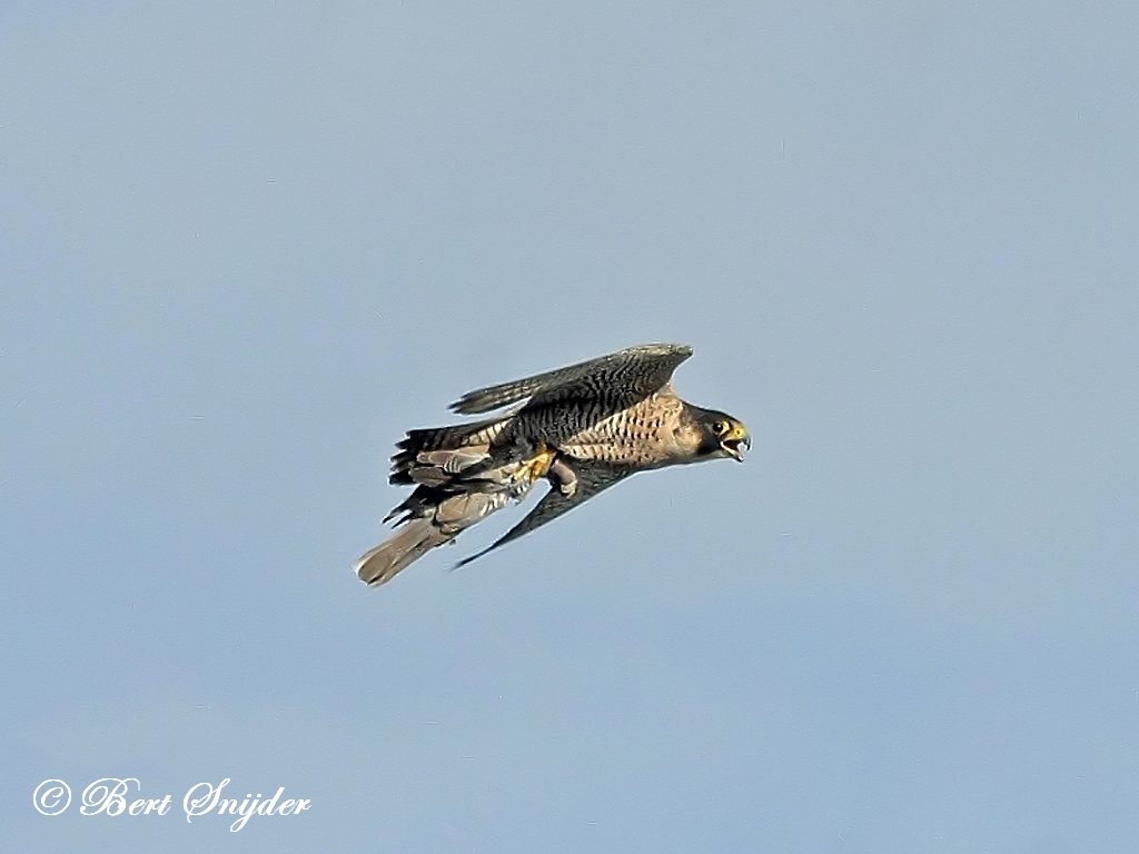 Peregrine Falcon Birding Portugal