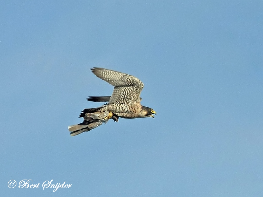 Peregrine Falcon Birding Portugal