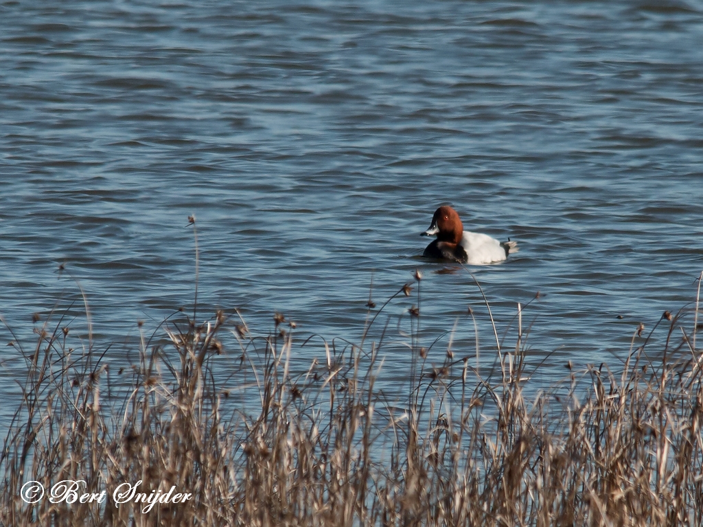 Pochard Birdwatching in the Alentejo region of Portugal