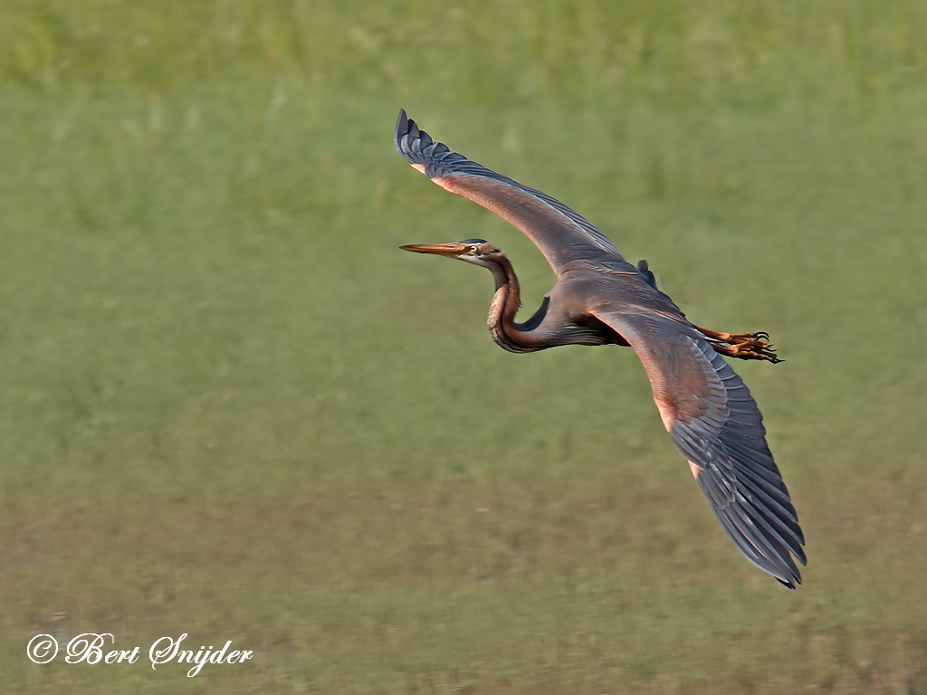 Purple Heron Birding Portugal