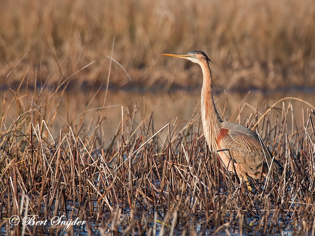 Purple Heron Birding Portugal