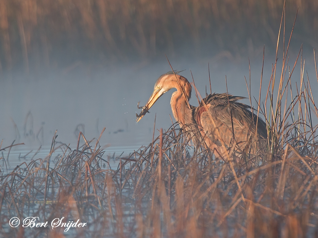 Purple Heron Birding Portugal