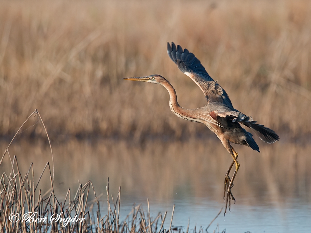 Purple Heron Birding Portugal