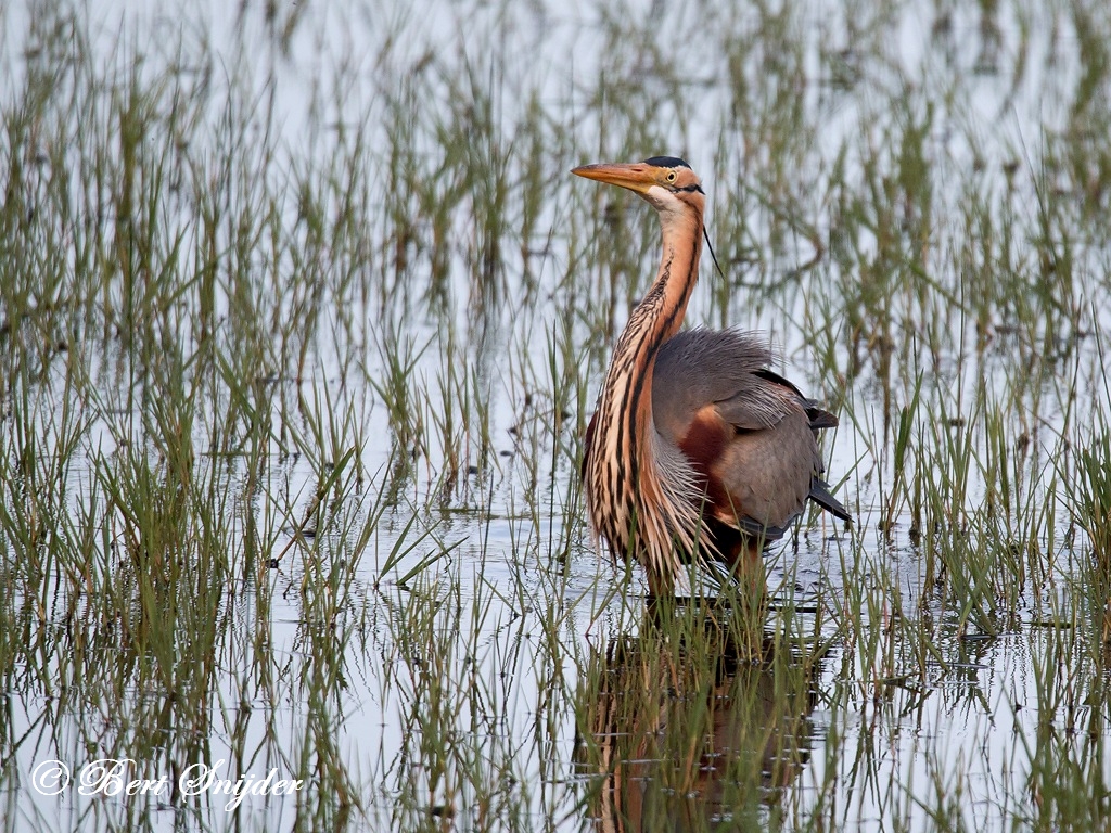 Purple Heron Birding Portugal