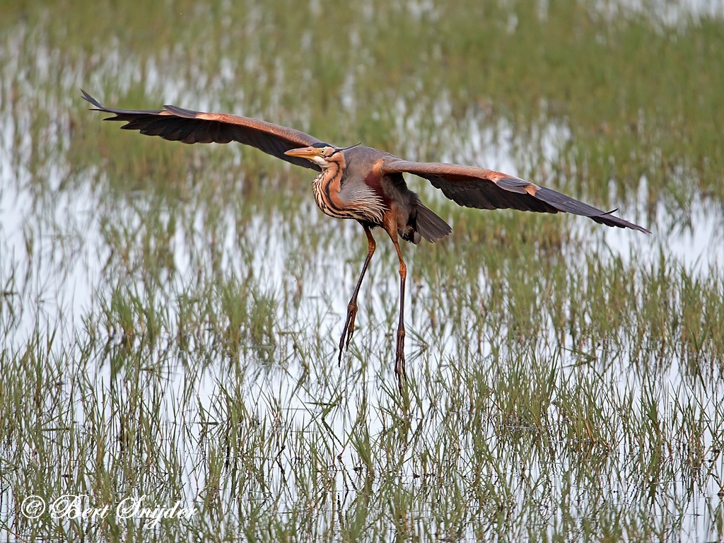 Purple Heron Birding Portugal