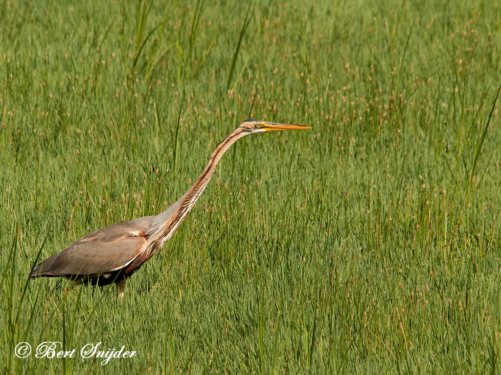 Purple Heron Birding Portugal