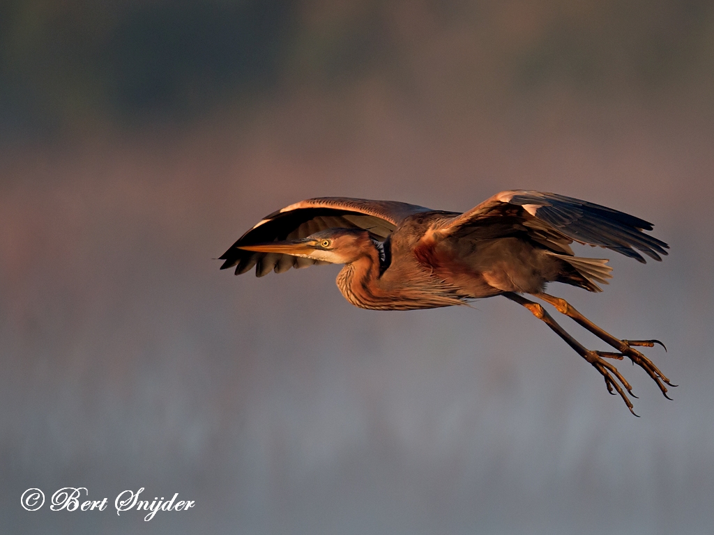 Purple Heron Birding Portugal