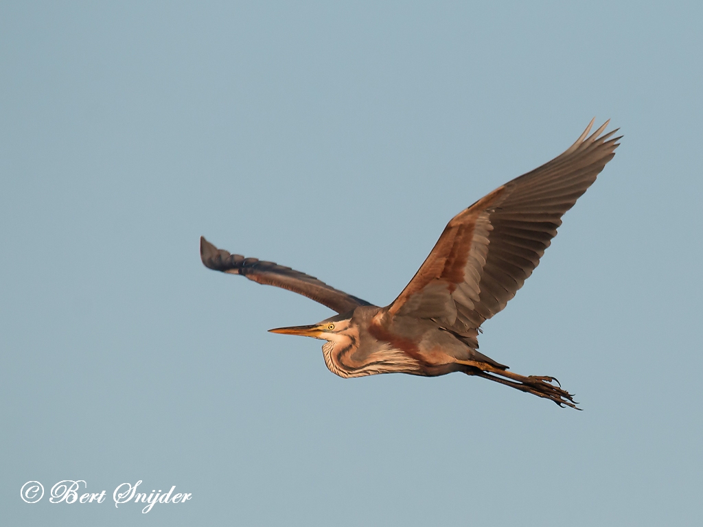 Purple Heron Birding Portugal