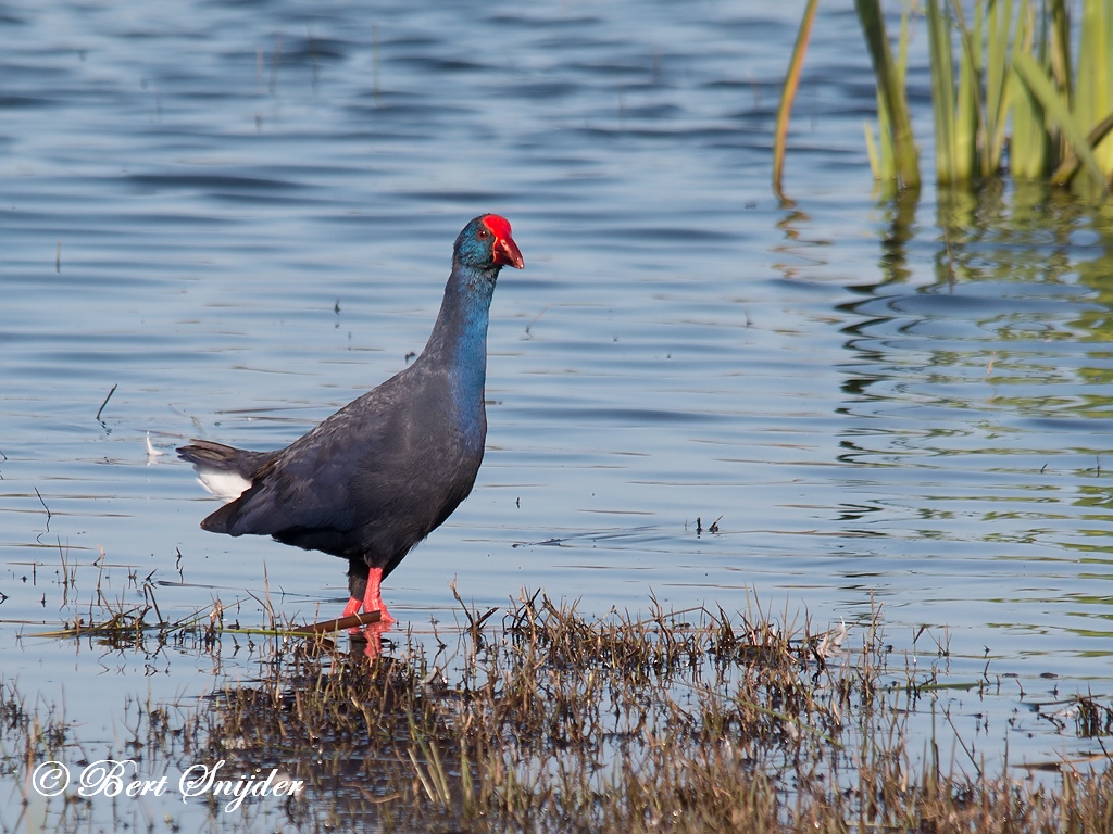 Purple Swamphen Birding Portugal