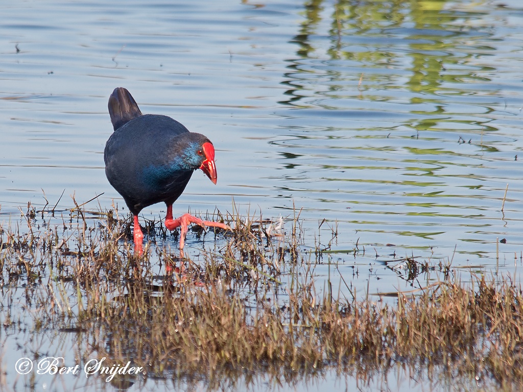 Purple Swamphen Birding Portugal