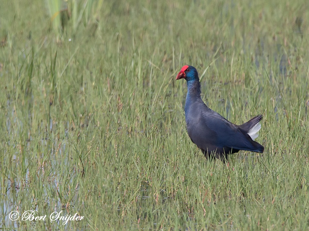 Purple Swamphen Birding Portugal