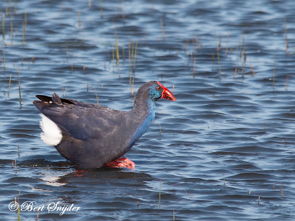 Purple Swamphen Birding Portugal