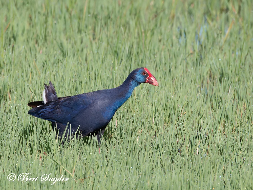 Purple Swamphen Birding Portugal