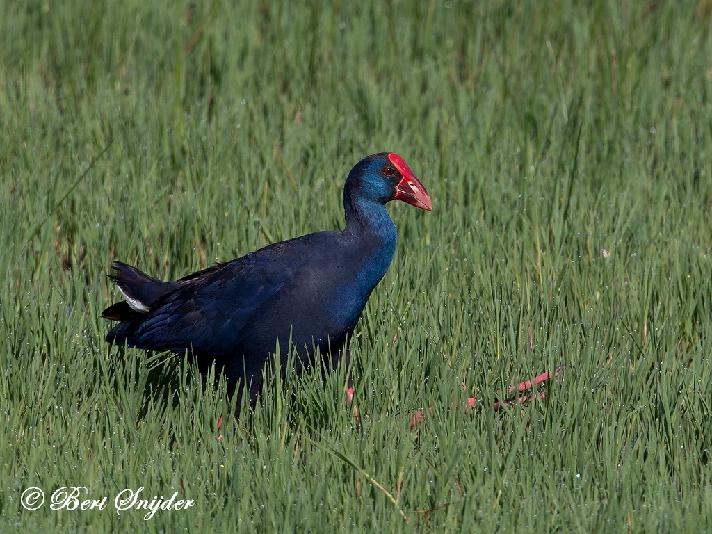 Purple Swamphen Birding Portugal