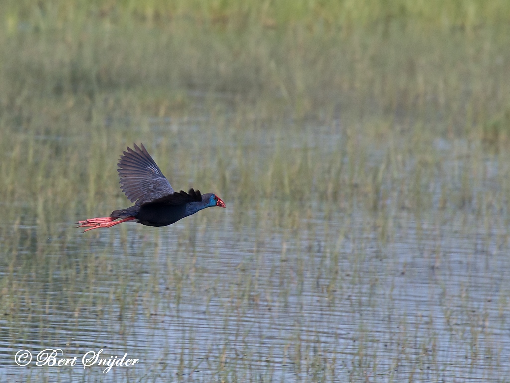 Purple Swamphen Birding Portugal