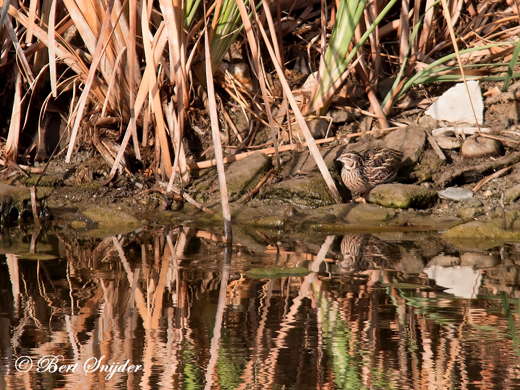 Quail Birding Portugal