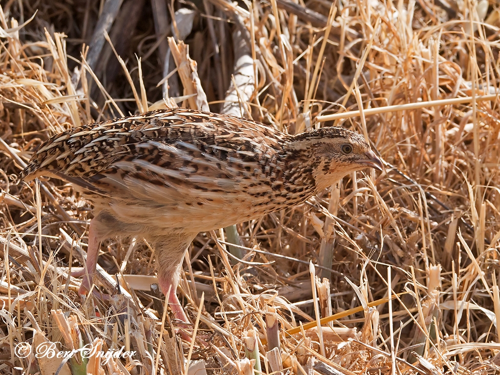 Quail Birding Portugal