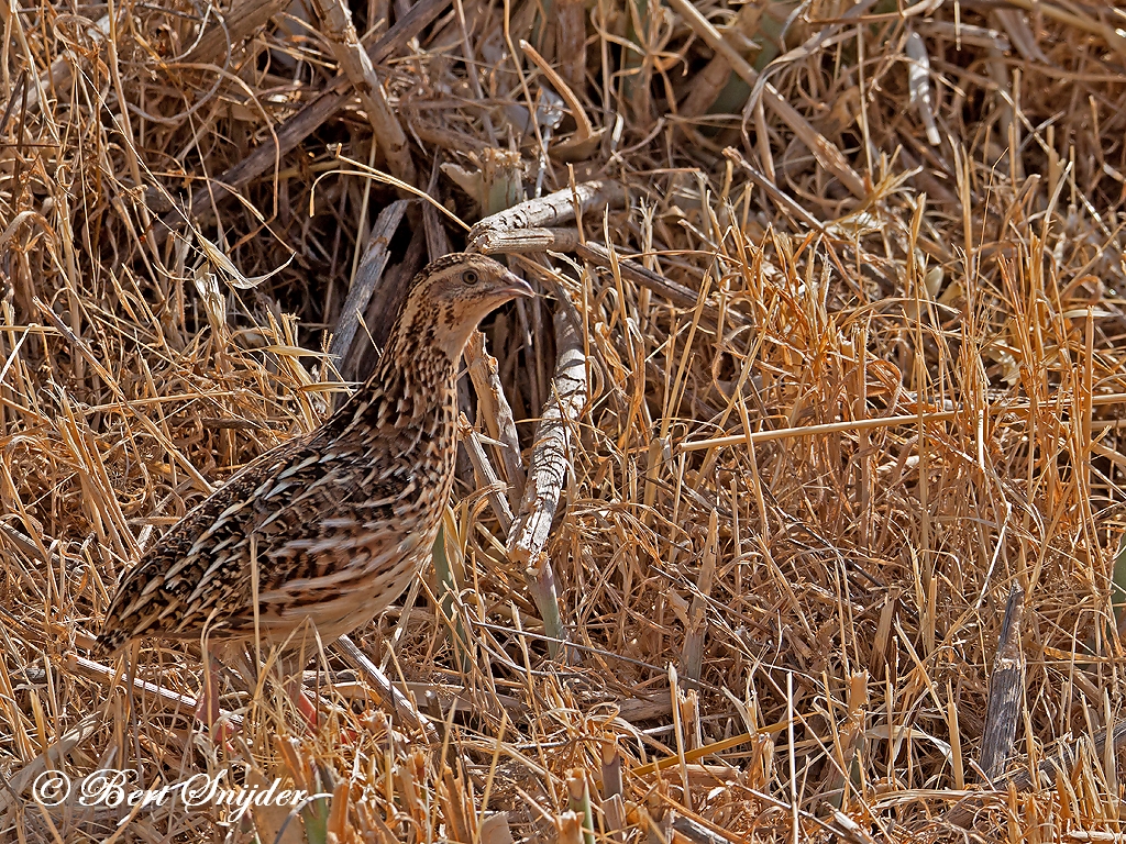 Quail Birding Portugal