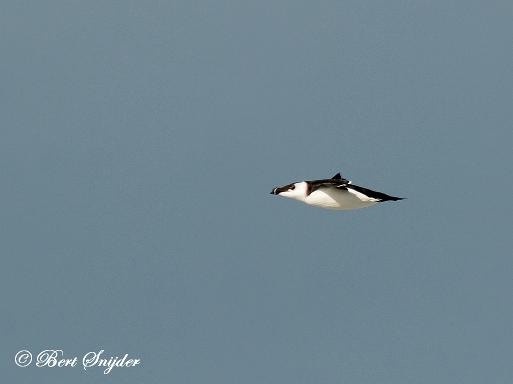 Razorbill Birding Portugal