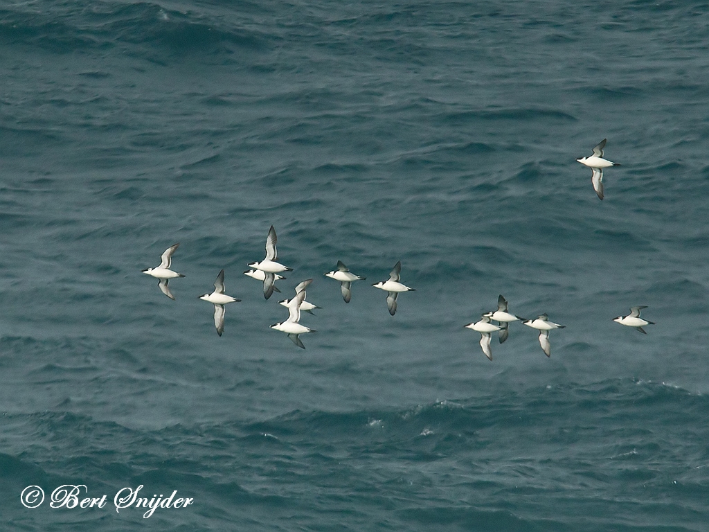 Razorbill Birding Portugal