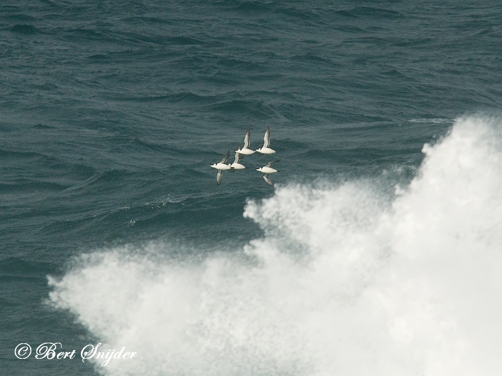 Razorbill Birding Portugal