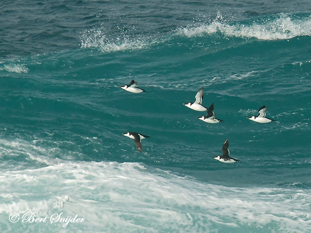 Razorbill Birding Portugal