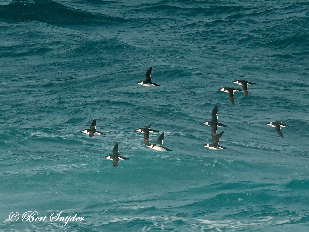 Razorbill Birding Portugal