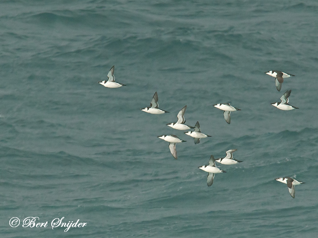 Razorbill Birding Portugal