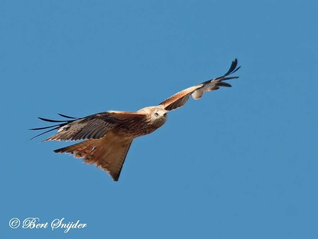 Red Kite Birding Portugal