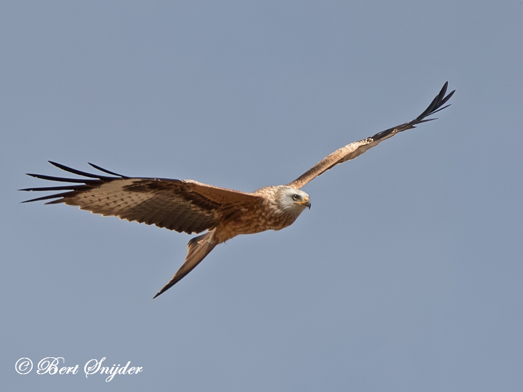 Red Kite Birding Portugal