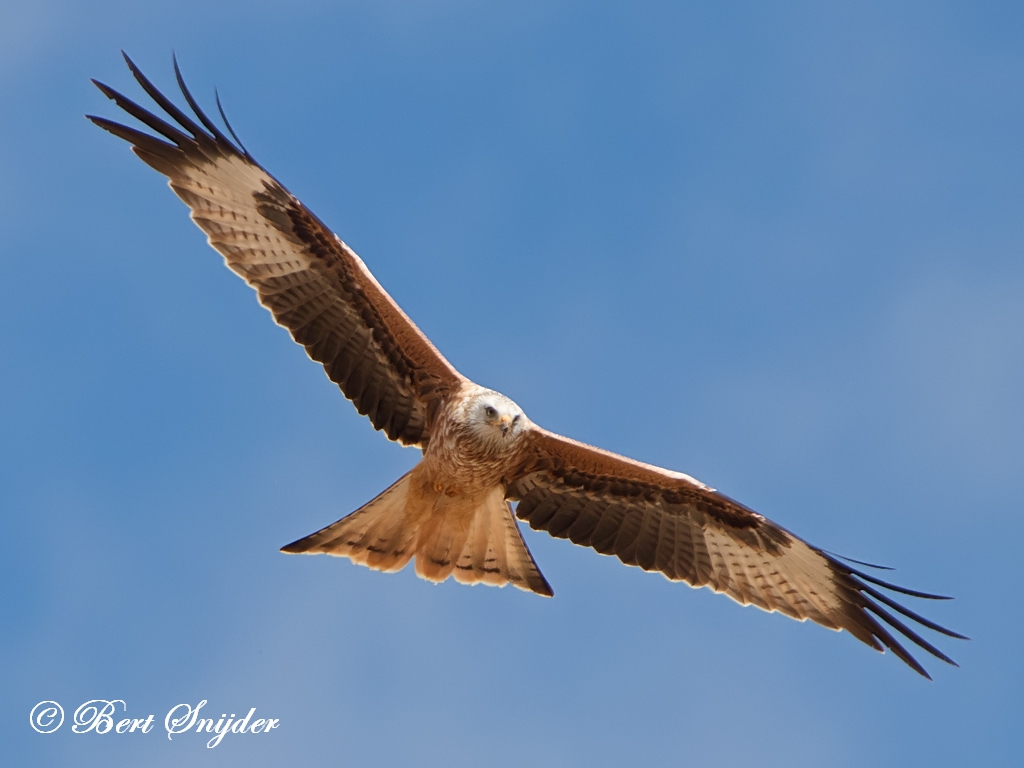 Red Kite Birding Portugal