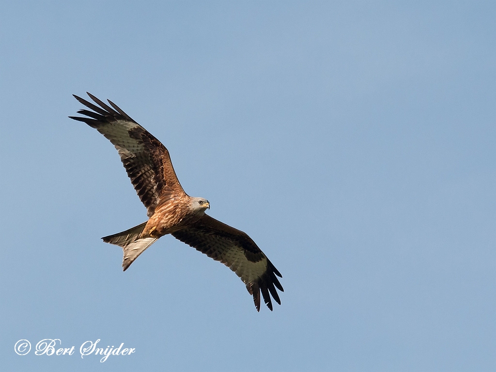 Red Kite Birding Portugal