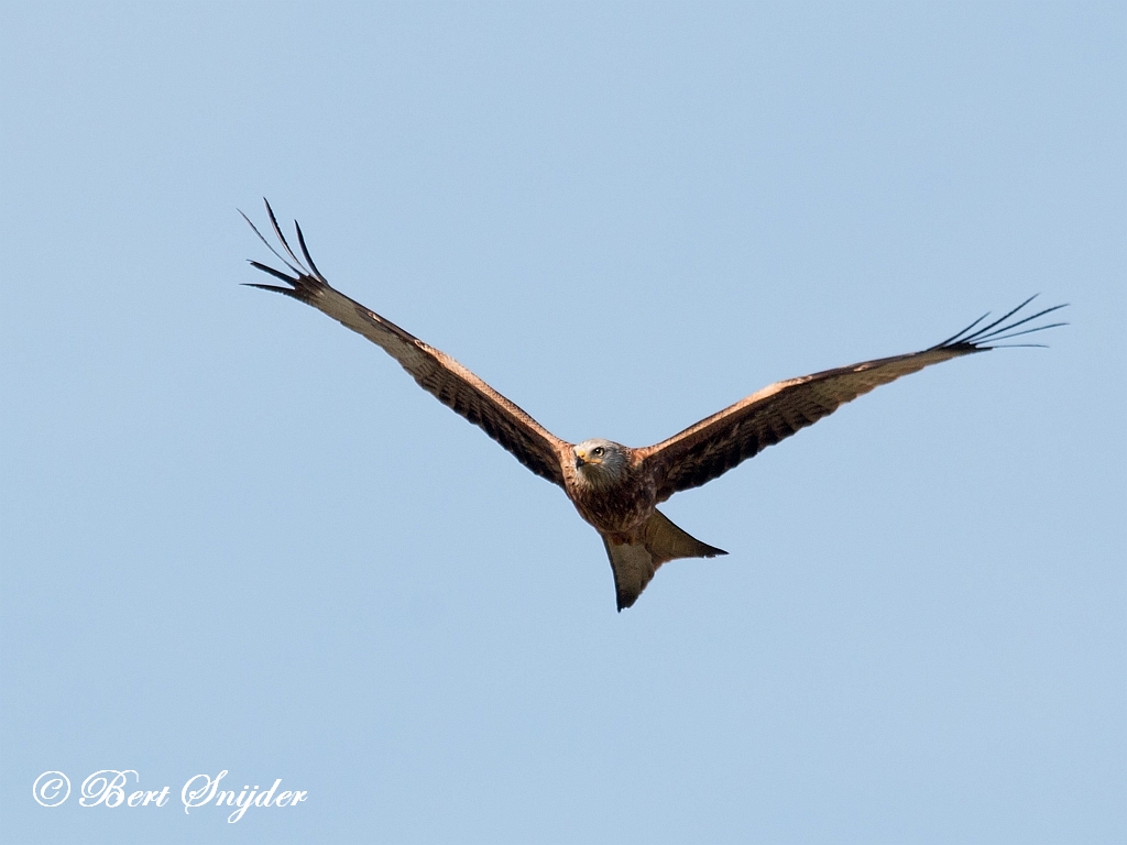 Red Kite Birding Portugal